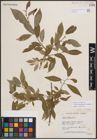 Foto von Salix eriocephala var. watsonii (Bebb) Dorn